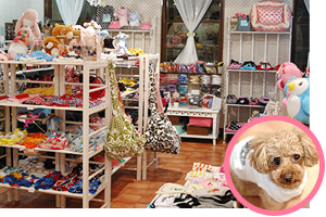 boutique for dogs