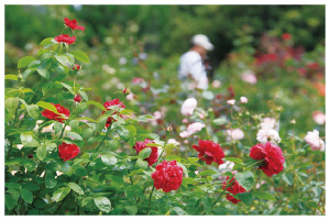 花と竹の公園 沖縄かぐや姫