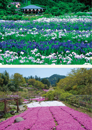 花の郷 滝谷花しょうぶ園