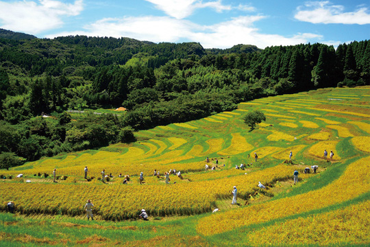 大山千枚田