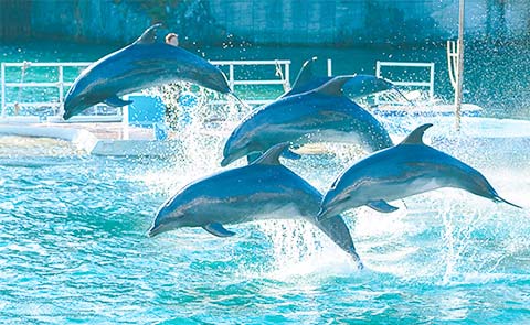 下田海中水族館2