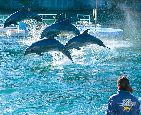 下田海中水族館