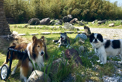 老犬ホーム&ペットホテル九十九里パーク