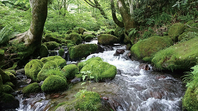 木谷沢渓流