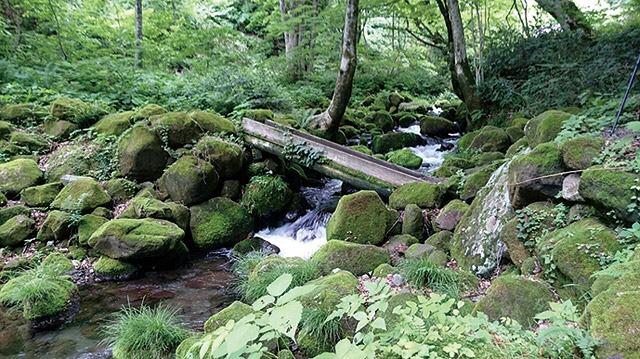 木谷沢渓流