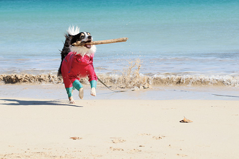 -愛犬と過ごす海辺のお宿-　ムーン・リバージュ.