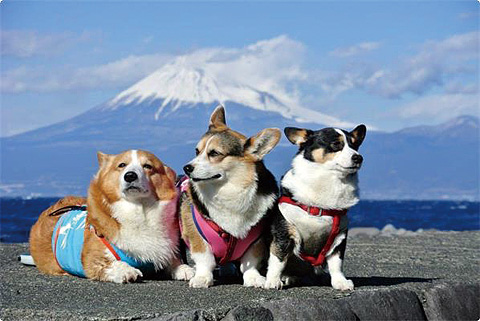 -愛犬とくつろぐ大人の隠れ家的お宿- 犬宿しらくら