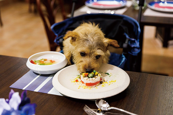 ワンちゃんも食べられるペット栄養管理士監修の「愛犬フレンチ」