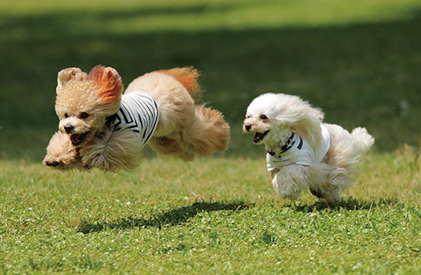 小型犬専用スペース