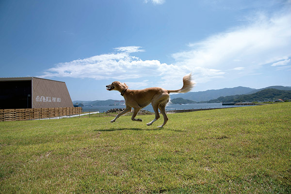 ワンちゃんと一緒に宿泊ができる「BARK LODGE(バークロッジ)」