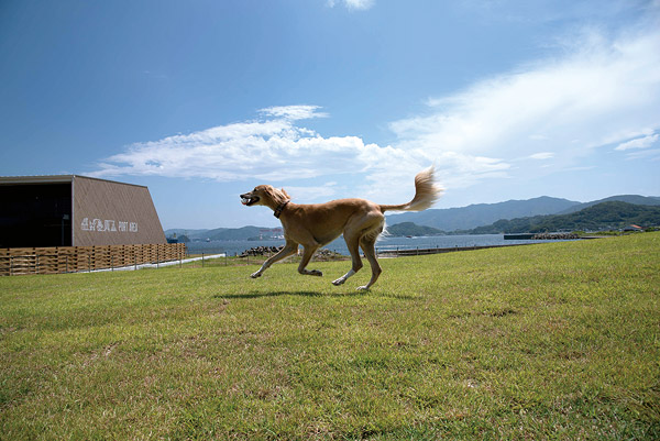 ワンちゃんと一緒に宿泊ができる「BARK LODGE(バークロッジ)」