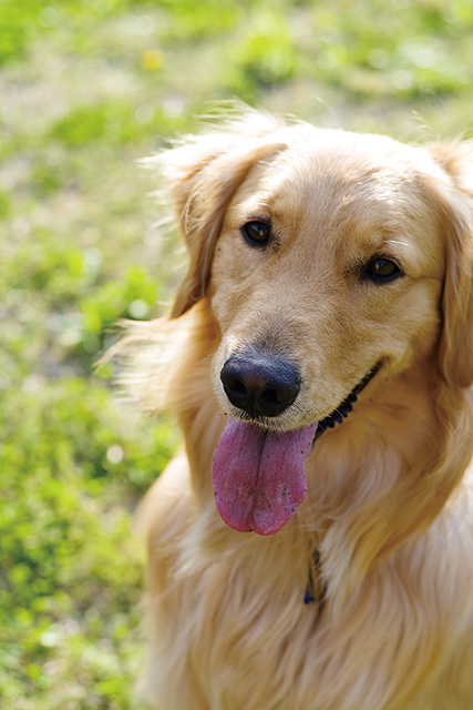 看板犬「こなす」です